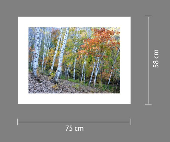 Autumn Colors #5
