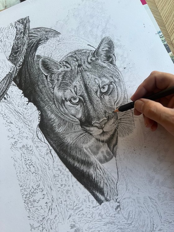 Cougar / Mountain Lion