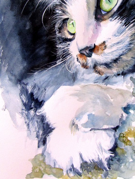 Resting cat