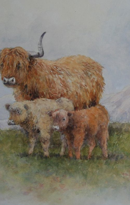 Highland Cattle by Christopher Hughes