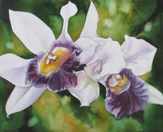 Cattleya orchid with green