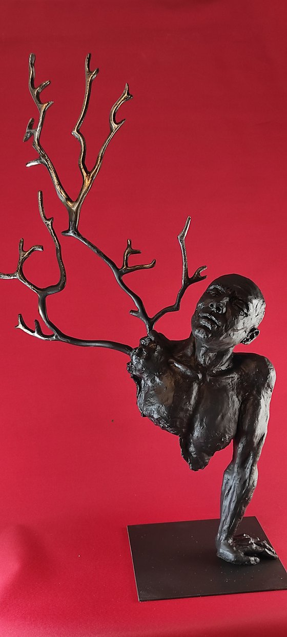 "Fagus"