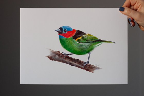 Red-necked Tanager