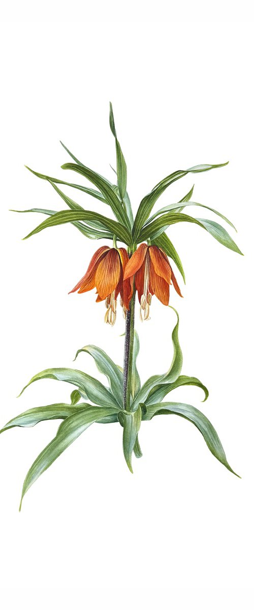 Fritillaria_Ryabchik, royal crown by Yuliia Prokopchuk