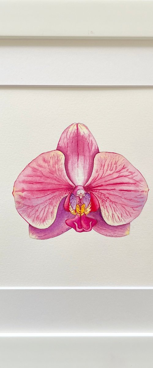 Phaleonopsis orchid. A series of original watercolour artwork. by Nataliia Kupchyk