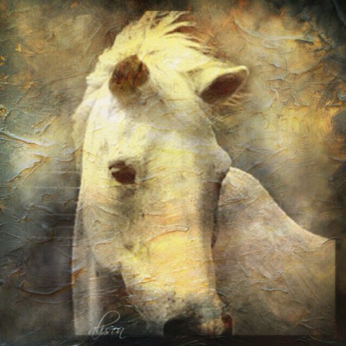 A Horse Named Steel by Alison Maloney