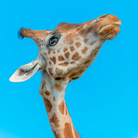 Le girafon