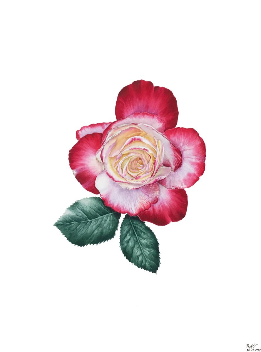 Illustrative Botanical Watercolour By Tetiana Kovalova, 10 X 14", Miss Perfection, Original Artwork