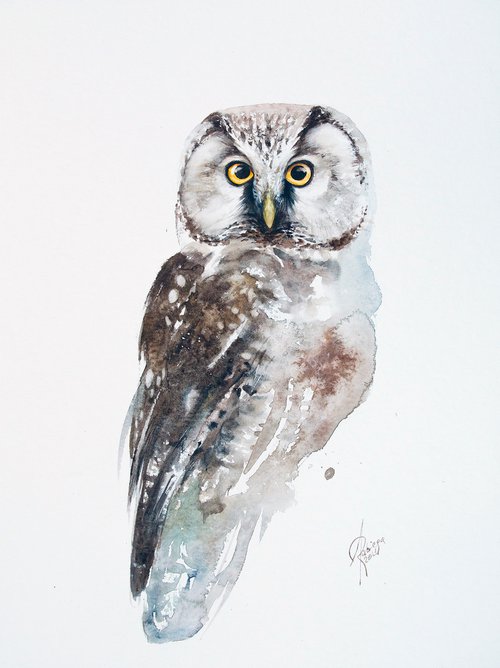 Boreal Owl by Andrzej Rabiega