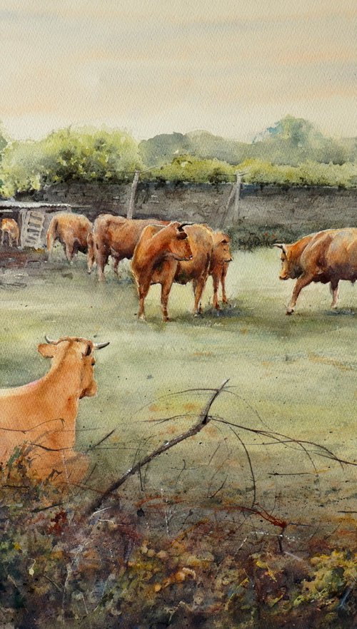 Jose's Cows by andrew hodgson