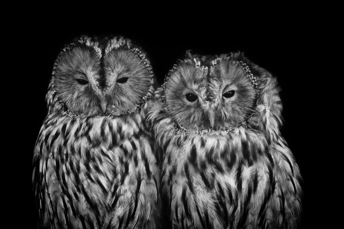 Photorealistic Photograph , Double Trouble By Paul Nash, 24 X 16, Artwork For Sale On Artfinder