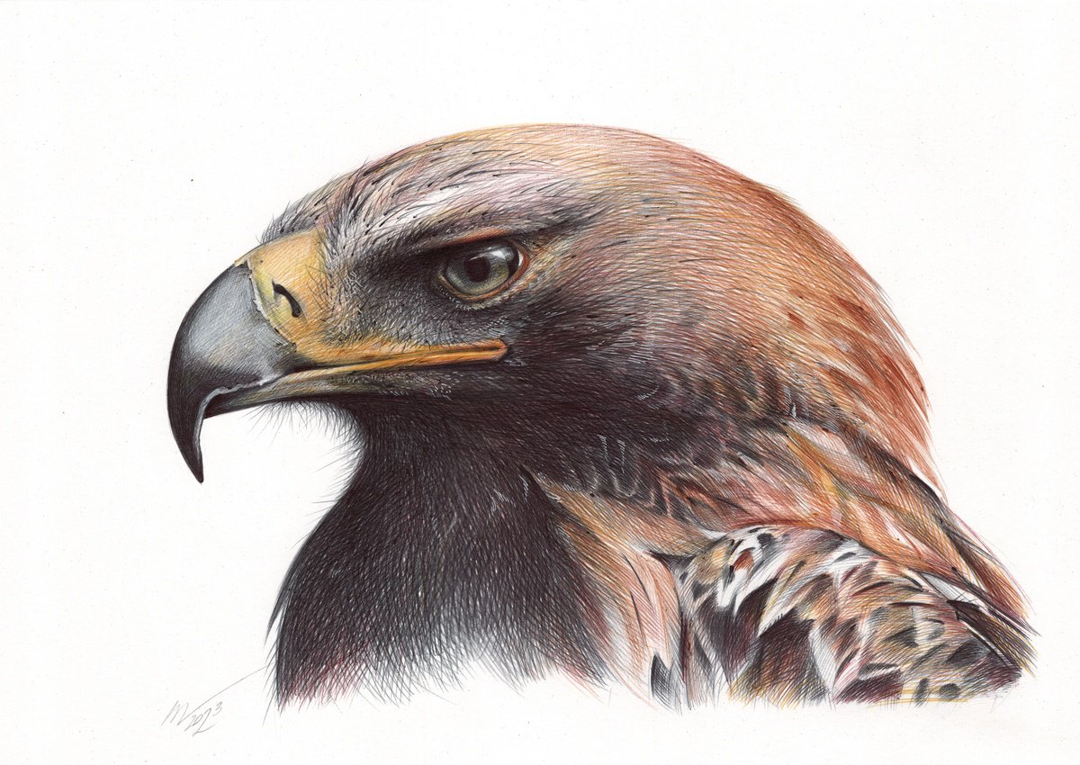 Eastern Imperial Eagle (Realistic Ballpoint Pen Bird Portrait) by Daria Maier