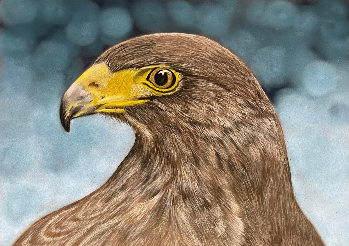 Golden eagle by Maxine Taylor