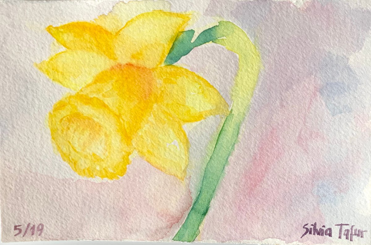 Daffodil 10 by Silvia Tafur