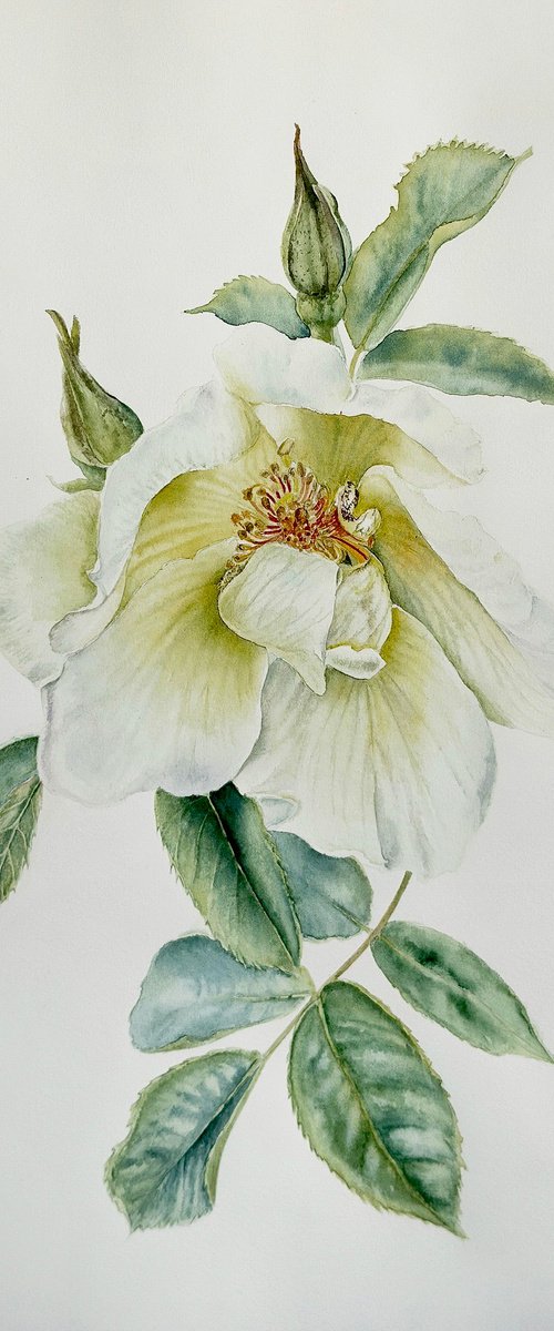 Rosa Alba / Old Garden Rose by Yuliia Malkina Bohuslavska