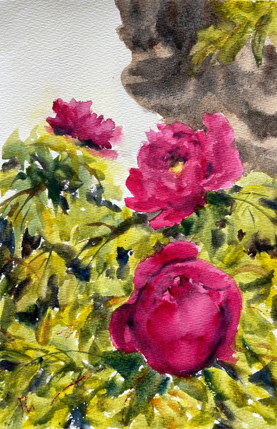 Peony