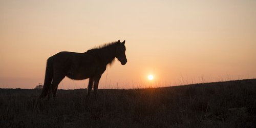 SUNSET HORSE by Andrew Lever