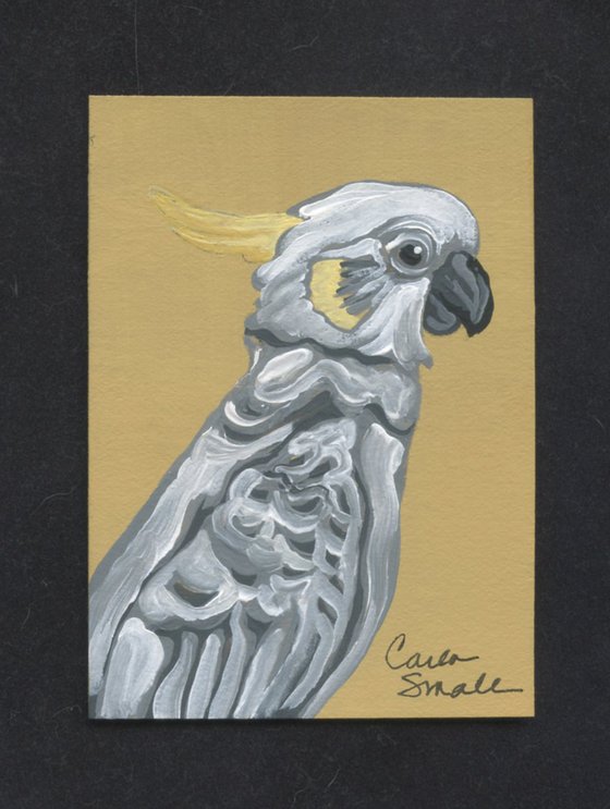 Sulfur Crested Cockatoo Parrot