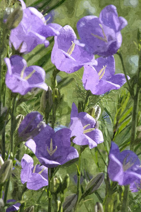 Bellflower