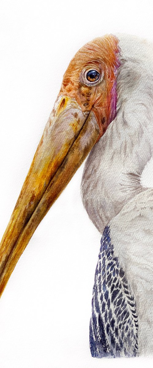 Painted Stork, bird portrait by Tetiana Savchenko