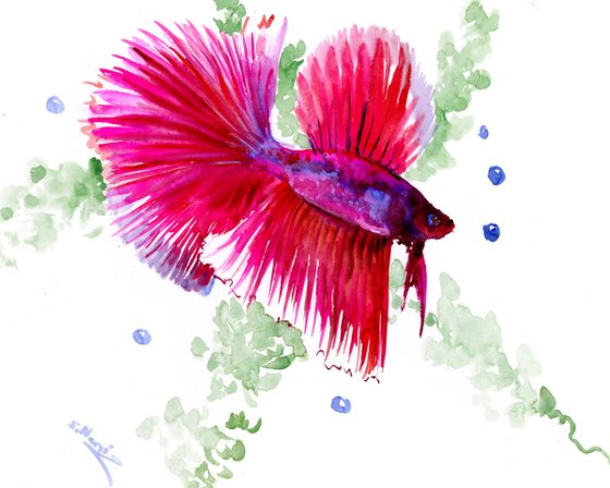 Betta Fish