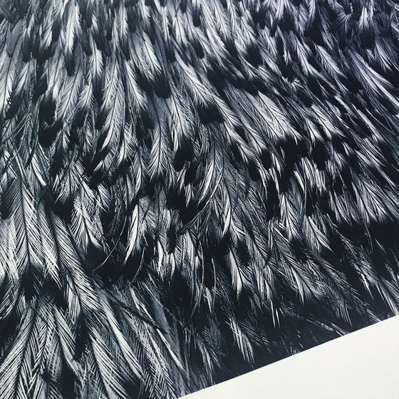 Emu feathers