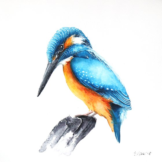 Kingfisher, 30x30cm, watercolour painting