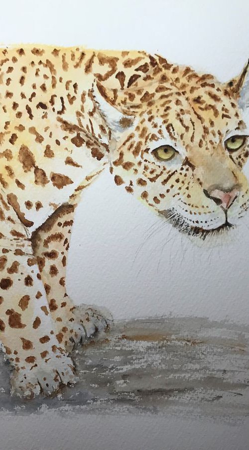 Jaguar by Sabrina’s Art