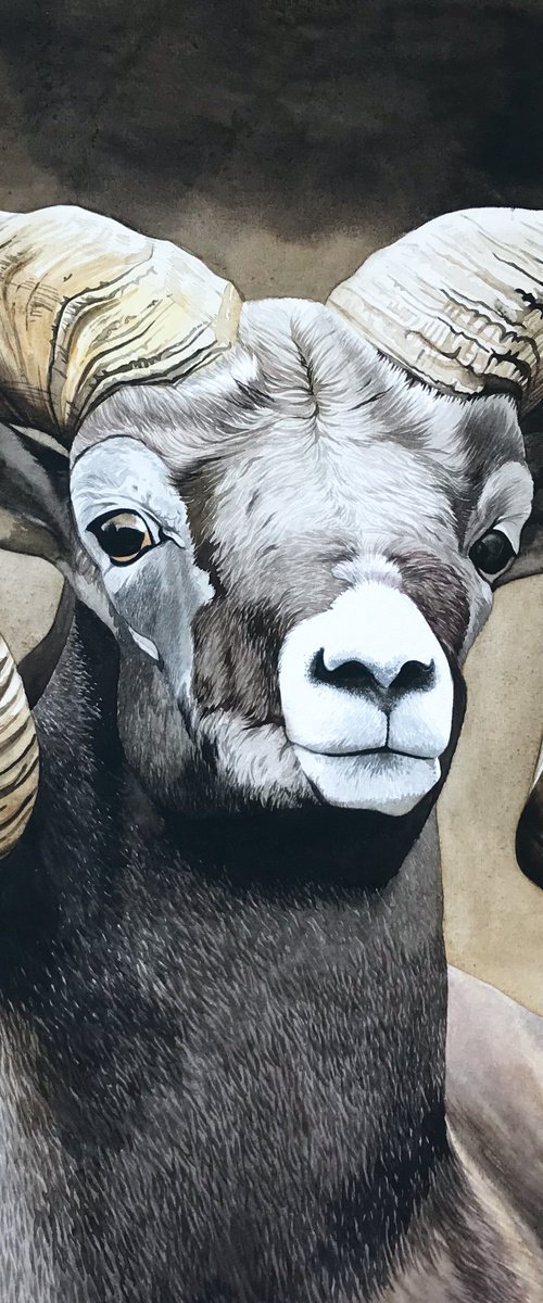 Mountain sheep by Kakajan Charyyev