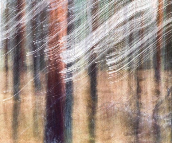 Conifers (studio 4)