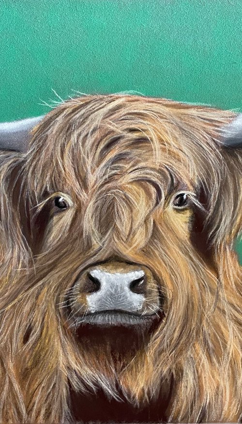 Highland cow by Maxine Taylor