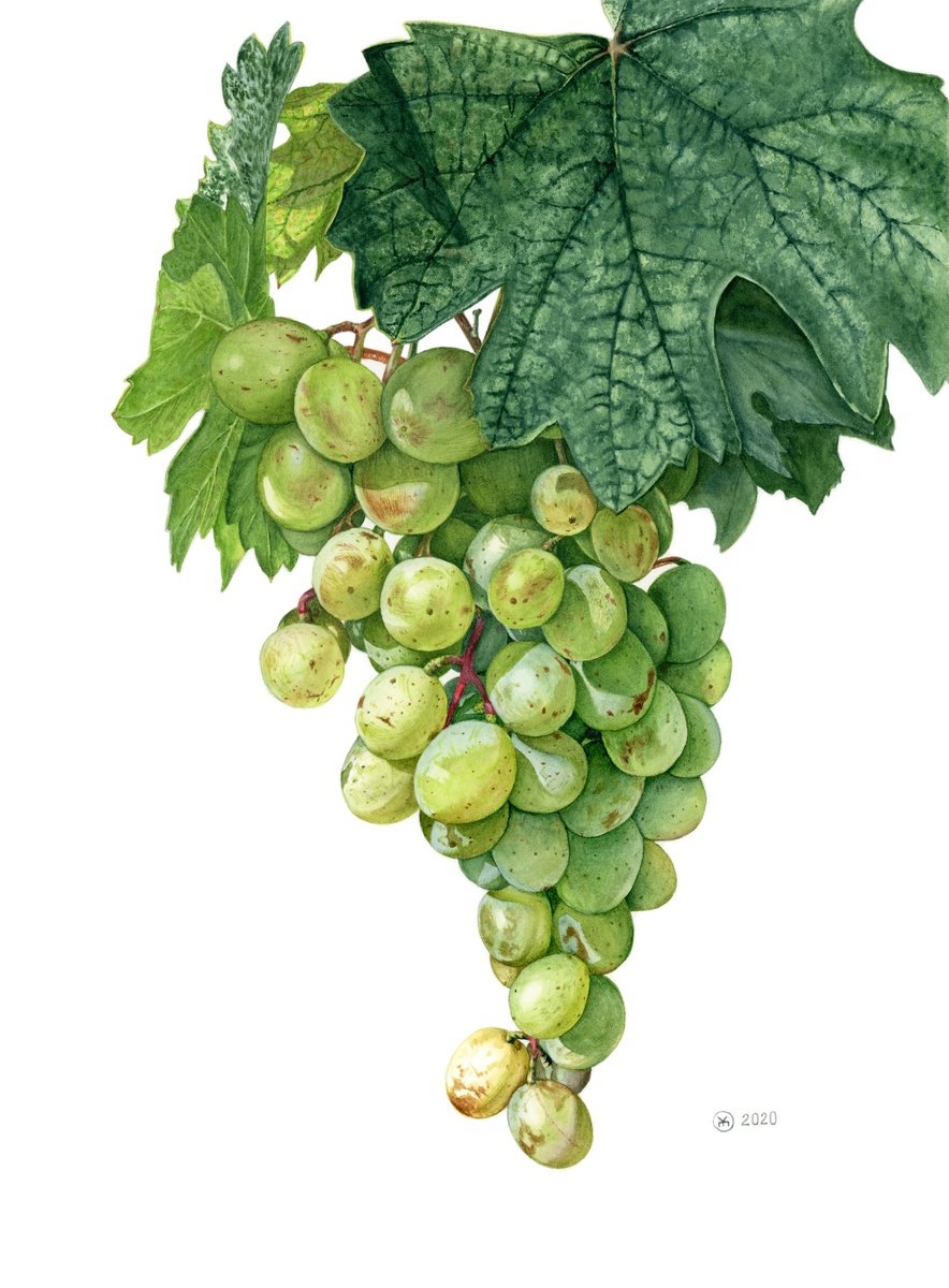 Photorealistic Botanical Watercolour By Yuliia Moiseieva, 11 X 15", Green Grapes, Original Artwork
