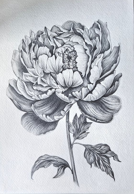 Peony