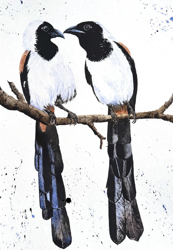 White-bellied Treepie Birds