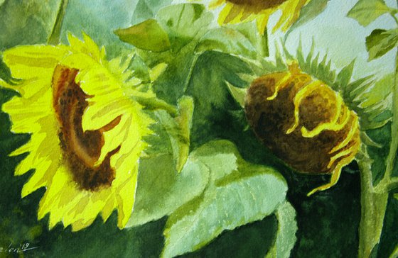 Sunflowers