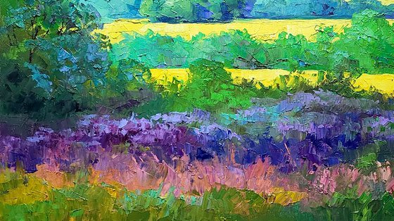 Rapeseed fields