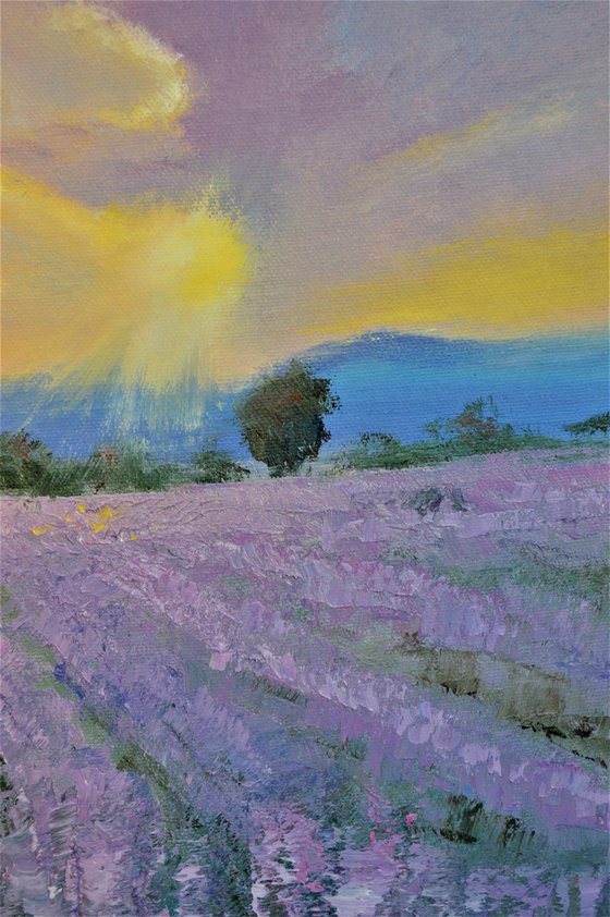 Lavender evening