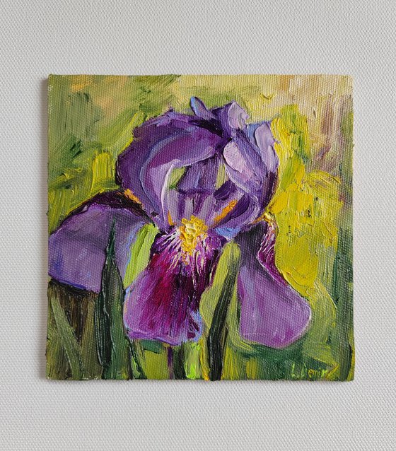 Purple iris flower