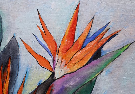 Strelitzia. Bird of Paradise.