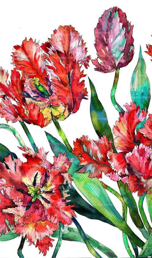 Parrot Tulips by Sofia Perina-Miller