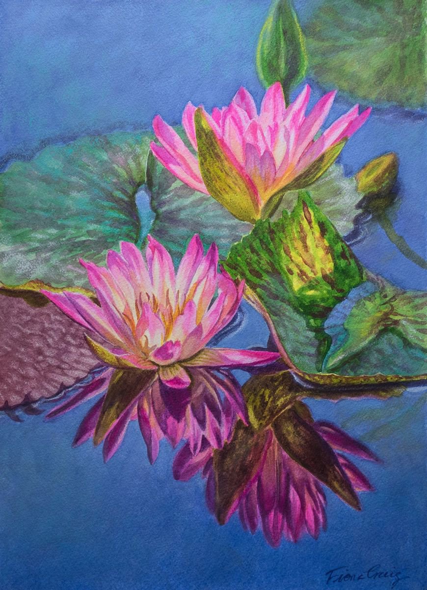 Water Lilies 16 by Fiona Craig