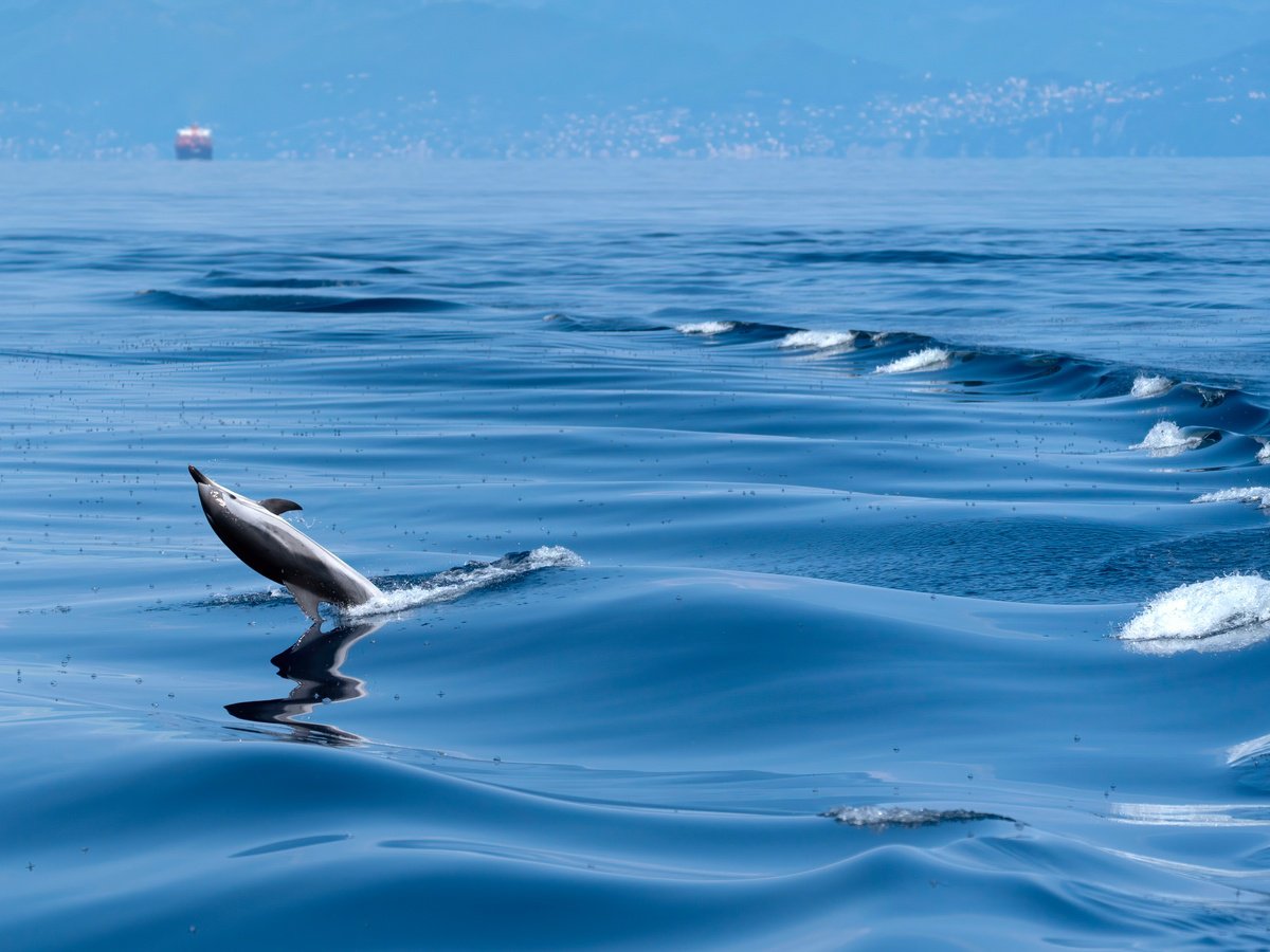 DOLPHIN JUMP by Fabio Accorri?