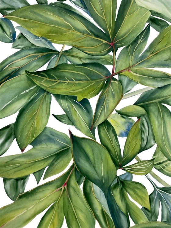 Green Peony Leaves
