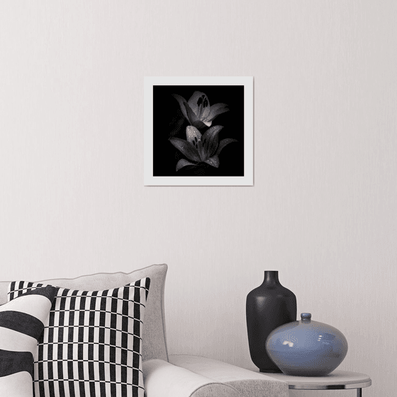 Lily Blooms Number 10 - 12x12 inch Fine Art Photography Limited Edition #1/25