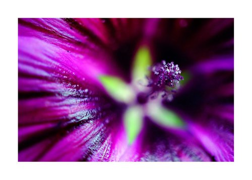 Abstract Pop Color Nature Photography 08 by Richard Vloemans