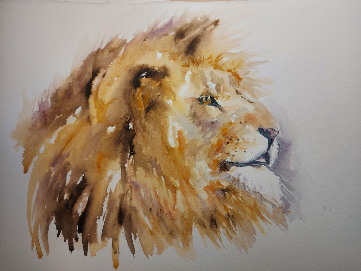 Majestic lion by Sue  Green