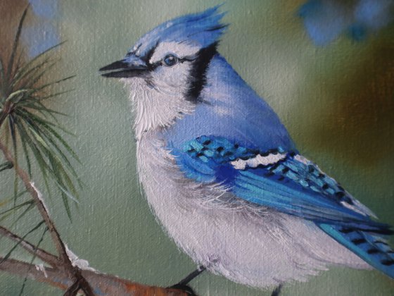 Blue Jay on Pine