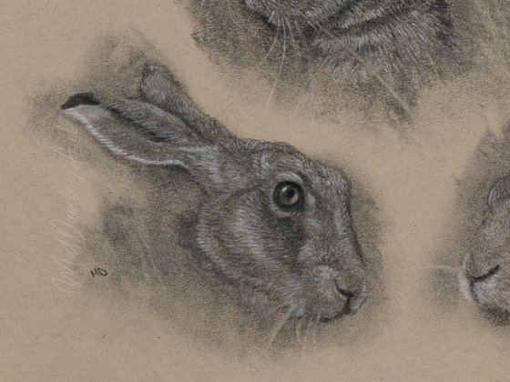 A Trio of Hares