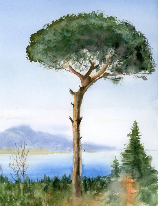 Captivating Italy: Pine Tree with Mount Vesuvius Backdrop