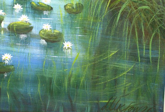 Serene lily pond